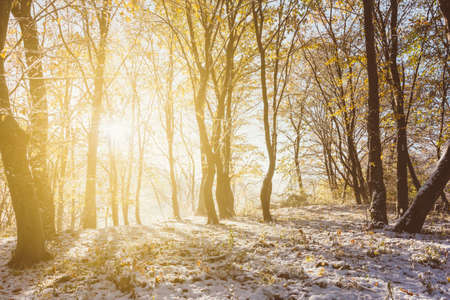 autumn winter landscape, the rays of the rising sun and the first snow in the autumn forestの写真素材