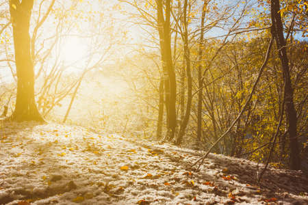 autumn winter landscape, the rays of the rising sun and melts the first snow in the morning autumn forestの写真素材