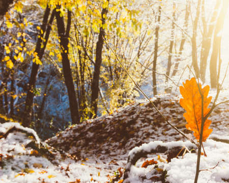 autumn winter landscape, the rays of the rising sun and the first snow in the morning autumn forestの写真素材