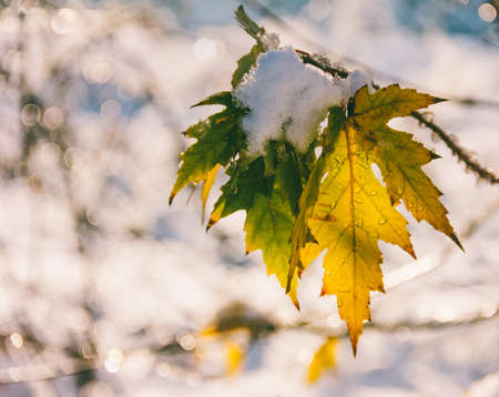 the first snow on the last maple leaves in the autumn morning, shallow depth of fieldの写真素材