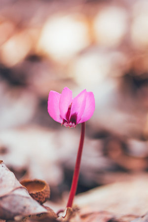 flower cyclamen in the woods in early spring, shallow depth of fieldの写真素材