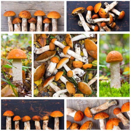 a collage of photos of mushrooms aspen mushrooms (photos all mine)の写真素材