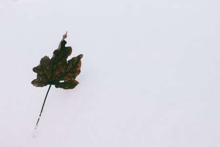 old brown lone maple leaf on the white snowの写真素材