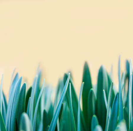 spring green leaves of daffodils on a background of wheaten color.  mock up, for text, for phrases, for lettering, for congratulationsの写真素材