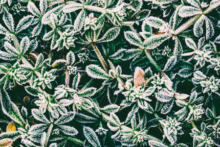green leaves of plants covered with frost top viewの写真素材