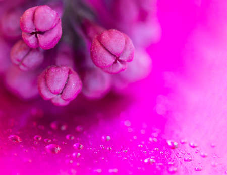 macro photo of flowers of lilac, selective focus, shallow depth of fieldの写真素材