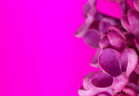 Macro photo of flowers purple lilacs on a Magenta background with copy spaceの写真素材