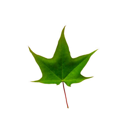 green maple leaf isolated on white backgroundの写真素材
