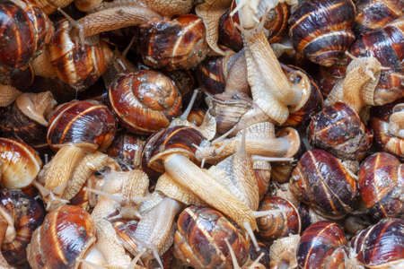 a large pile of grape snails close-up top viewの写真素材