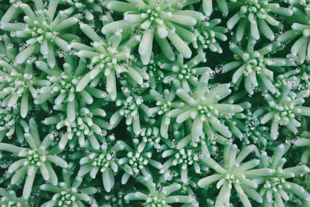 texture background of Sedum plants Spanish in drops of dew. close-up, selective focus, macro photoの写真素材