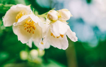 a branch of fragrant Jasmine flowers in drops of dew, shallow depth of field selective focusの写真素材
