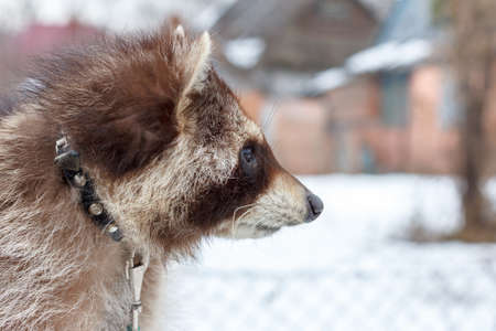 portrait of a raccoon on a leash in the winter dayの写真素材