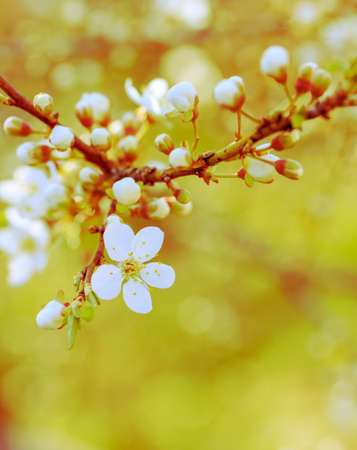 blossoming spring branch of a fruit tree with white flowers. shallow depth of field, selective focus. tinted photoin light green tonesの写真素材