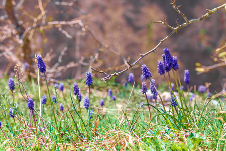 Glade with flowers Muscari spring Sunny dayの写真素材