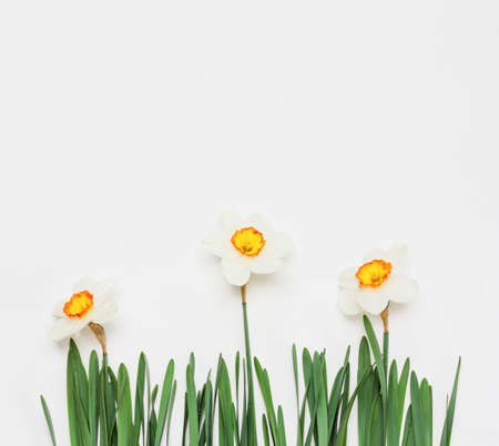 flowers Narcissus on white background. mock up for text, for phrases, for lettering, for congratulationsの写真素材