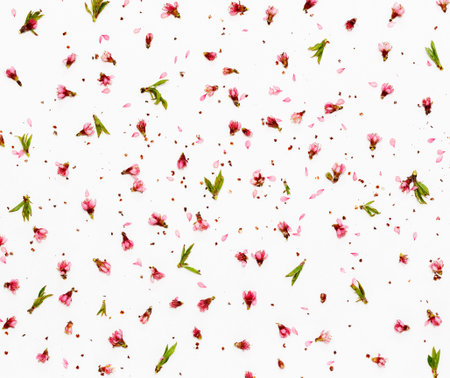 Pink flowers and peach petals scattered over white background