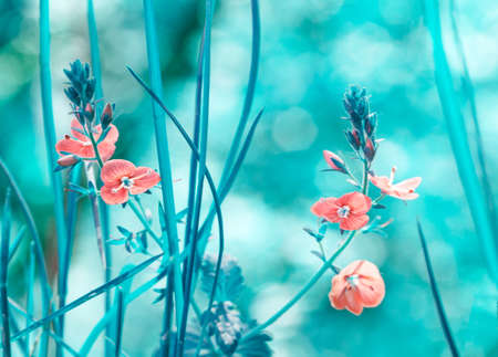 Early spring forest pink flowers on a gently blurred blue background, shallow depth of fieldの写真素材