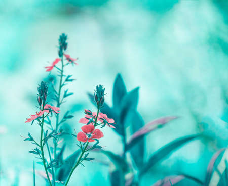 Early spring forest pink flowers on a gently blurred blue background, shallow depth of fieldの写真素材