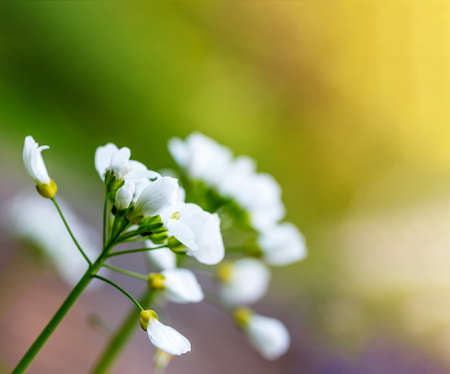 Early spring forest white flowers on a natural blurred backgroundの写真素材