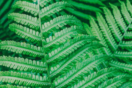 Natural background from green leaf of fern close upの写真素材