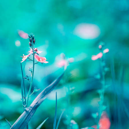 Early spring forest pink flowers on a gently blurred blue background, shallow depth of fieldの写真素材