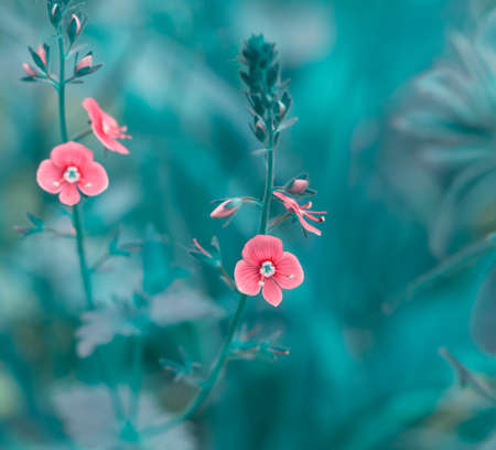 Early spring forest pink flowers on a gently blurred blue background, shallow depth of fieldの写真素材