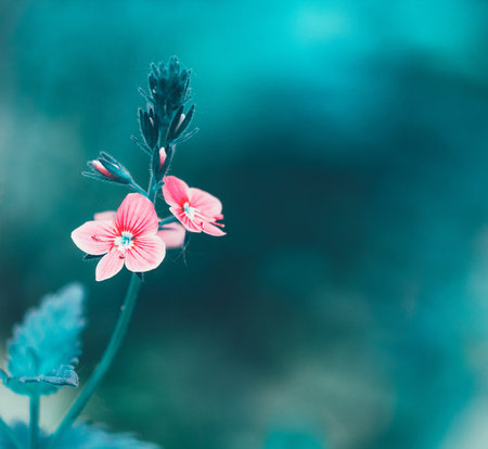 Early spring forest pink flowers on a gently blurred blue background, shallow depth of fieldの写真素材