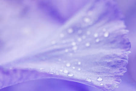 small droplets of rain or dew on the soft purple flower petal. natural background with copy spaceの写真素材