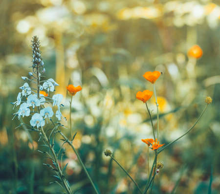 natural background of wild flowers, Buttercup and green grassの写真素材