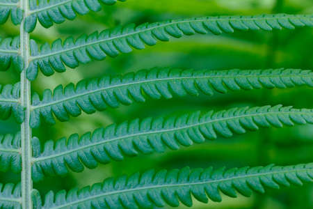 The natural background of leaves  fern (Matteuccia struthiopteris), closeupの写真素材