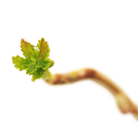 macro photo of little young blackcurrant leaves with water drop isolated on white backgroundの写真素材