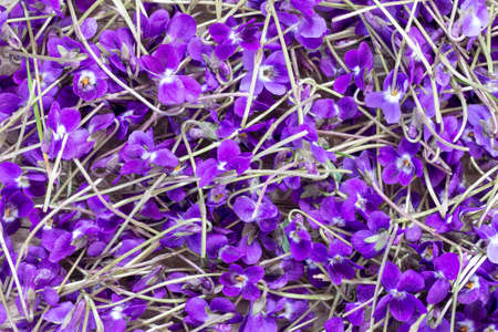 background texture of wild violet flowers top view closeupの写真素材