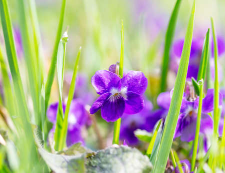 sunny lawn with wild flowers violets on a spring morningの写真素材