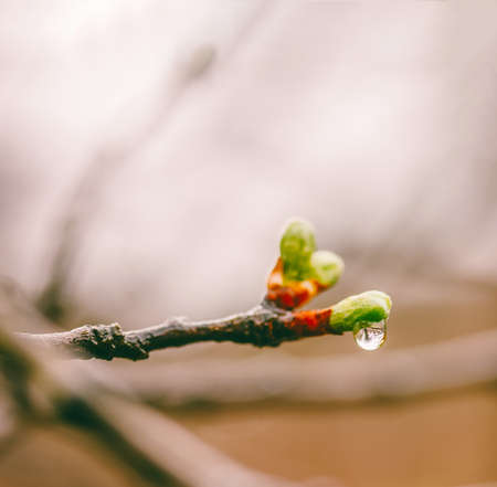 blossoming young green leaves in drops of a spring rain on branches of a plum treeの写真素材