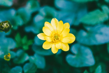Blooming Yellow flower of lesser celandine or pilewort (Ficaria verna) in spring, top view closeup