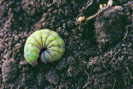 green caterpillar curled up against the ground backgroundの写真素材
