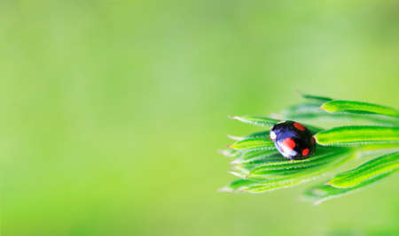 black with red ladybug spots on grass in spring or summer morning on green backgroundの写真素材