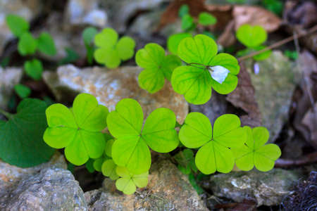 plant shamrock fresh green juicy color with white flower, top viewの写真素材