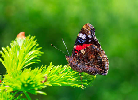 beautiful butterfly on young coniferous needles on green natural backgroundの写真素材