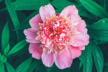 blooming flower pink peony close-up, top view, green leaf backgroundの写真素材