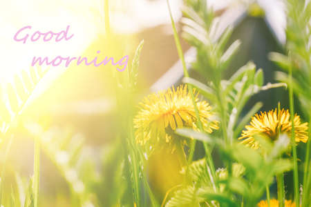 the inscription good morning in the photo with yellow dandelions and green grass in sunlight against a village house Sunny summer or spring morningの写真素材
