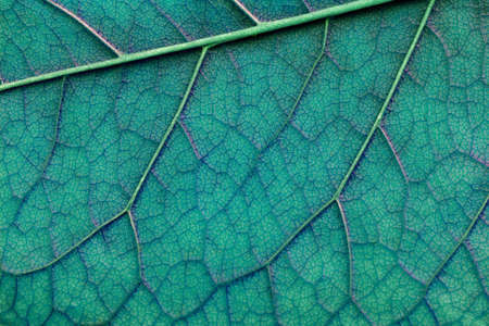 light blue abstract macro texture leaf close-upの写真素材