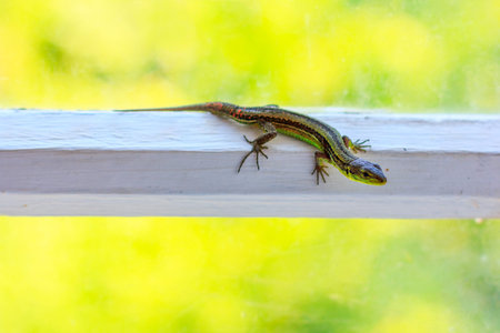 lizard on white wooden window frame on bright summer natural background