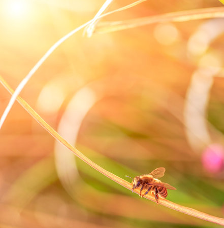 working honey bee on a dry blade of grass in the sun