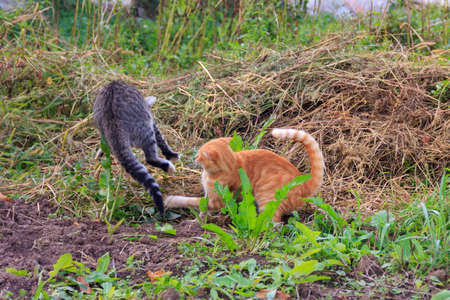 red and gray cats play, frolic and fight in the outdoorsの写真素材