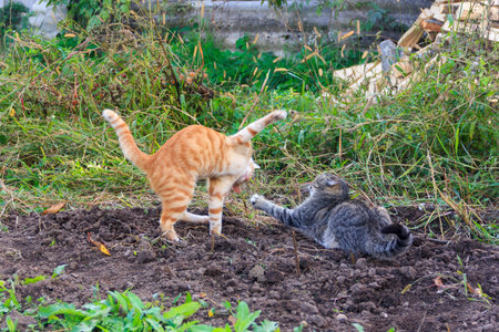 red and gray cats play, frolic and fight in the outdoors
