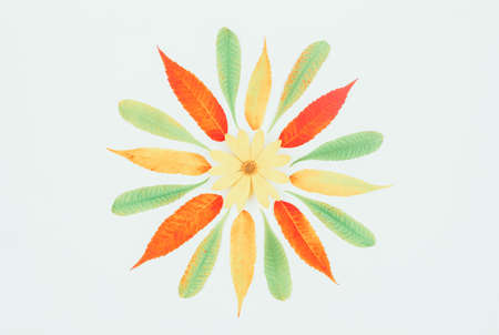 autumn composition, pattern of colorful autumn leaves and yellow Jerusalem artichoke flower in the center on a white background, top view of flat layの写真素材