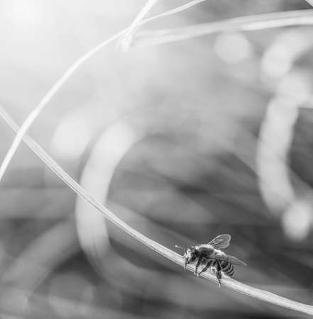 working honey bee on a dry blade of grass in the sunの写真素材