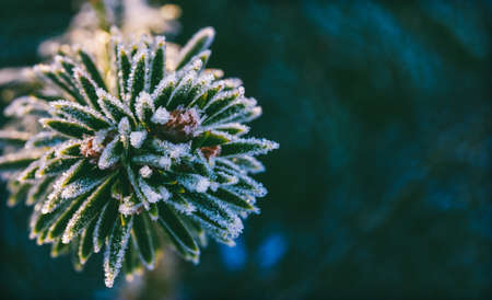 winter macro photo spruce branch in ice crystals, with copy spaceの写真素材