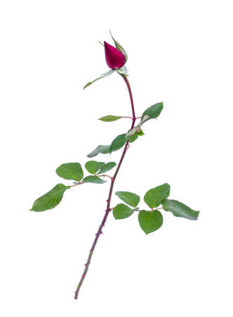 twig burgundy rose in bud isolated on white backgroundの写真素材